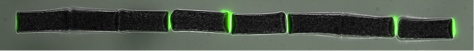 Actin networks (green) growing from the side of magnetic cylinders. Superimposition of bright field image (gray) and fluorescent image (green). Cylinder length is ~12µm.
